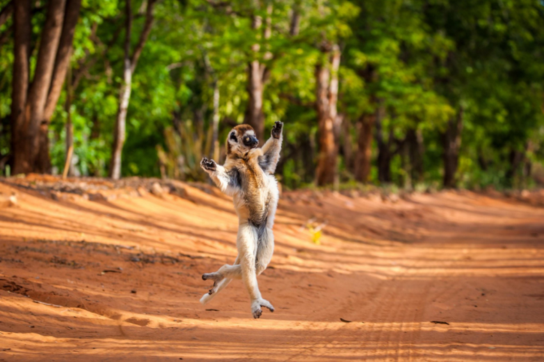 Сифаки — жизнерадостные приматы с Мадагаскара