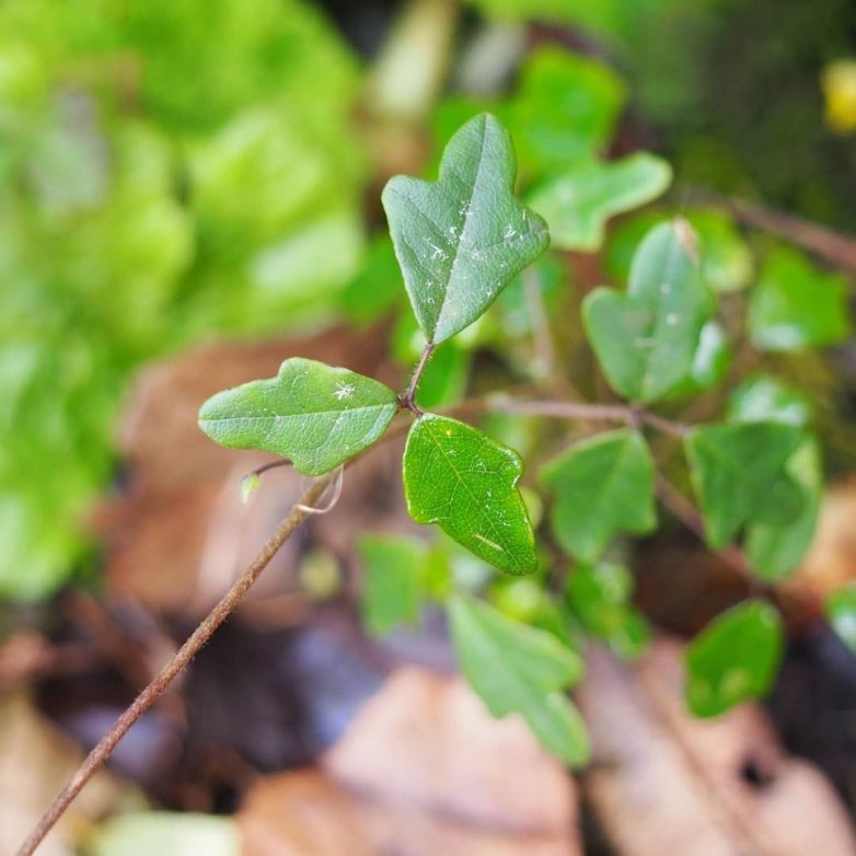 Бокила трёхлистная — представительница флоры, заслуживающая растительного «Оскара»