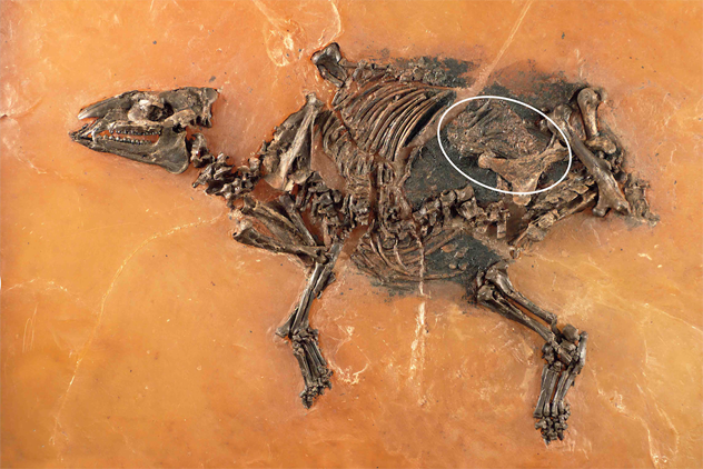 10 древних животных, останки которых сохранились лучше всего