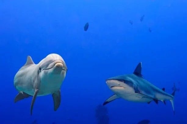 Почему акулы стараются избегать встреч с дельфинами?