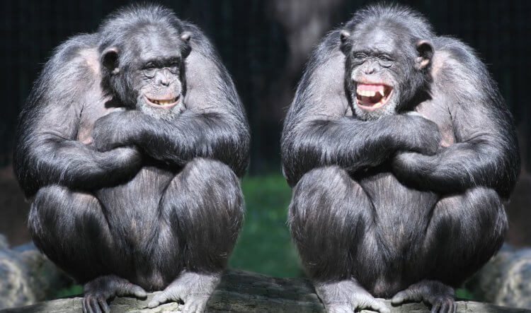 Что собой представляют обезьяньи слова и как они звучат?