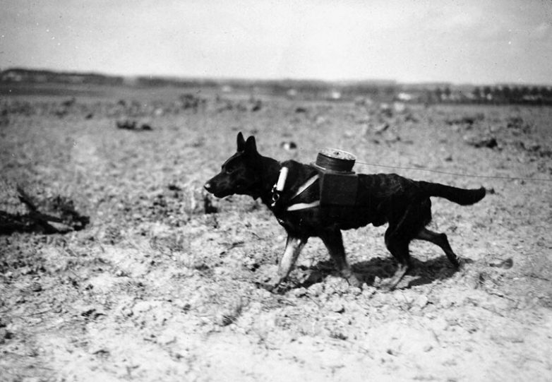 Животные на полях Первой мировой