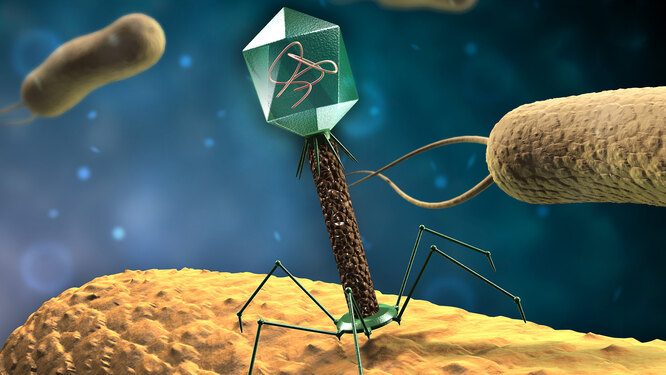 Бактериофаги позволили учёным узнать кое-что новое о процессе эволюции