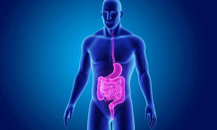 Анатомический ликбез: какие органы есть в нашем теле и без каких из них мы можем жить?