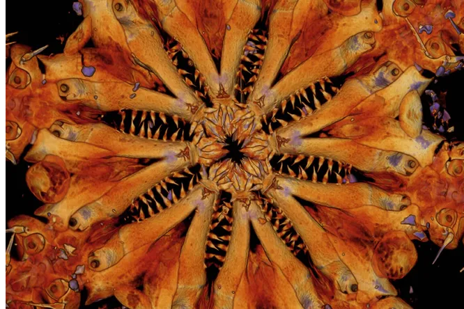 180 миллионов лет в обед: учёные нашли уникальную морскую звезду