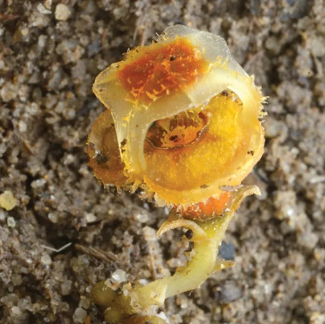 Сказочный фонарик — уникальное растение без фотосинтеза