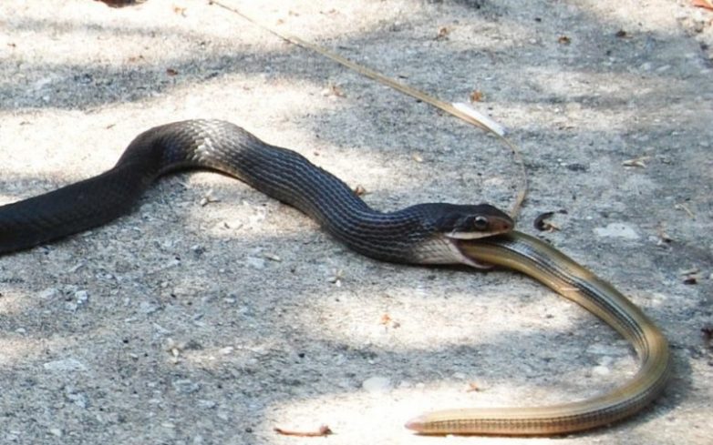 10 нелепых мифов о змеях, из-за которых мы их боимся