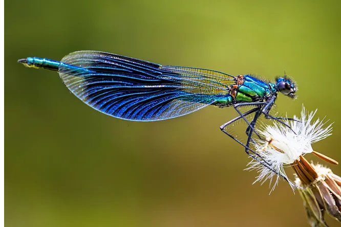 Крылья насекомых: эволюция продолжительностью 310 миллионов лет