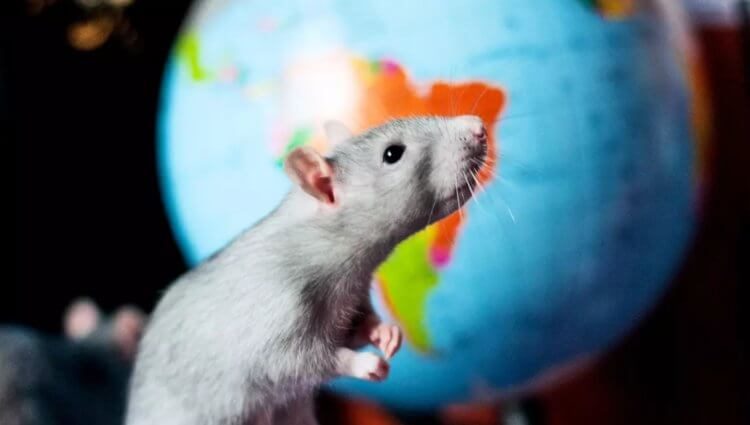 (Не)человеческий эксперимент: что произошло с крысой, которой пересадили клетки человеческого мозга?