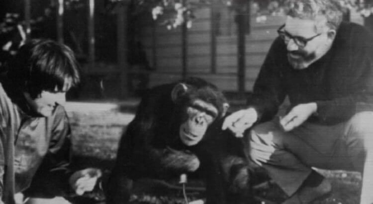 Как учёные пытались превратить обезьяну в человека и почему у них не вышло