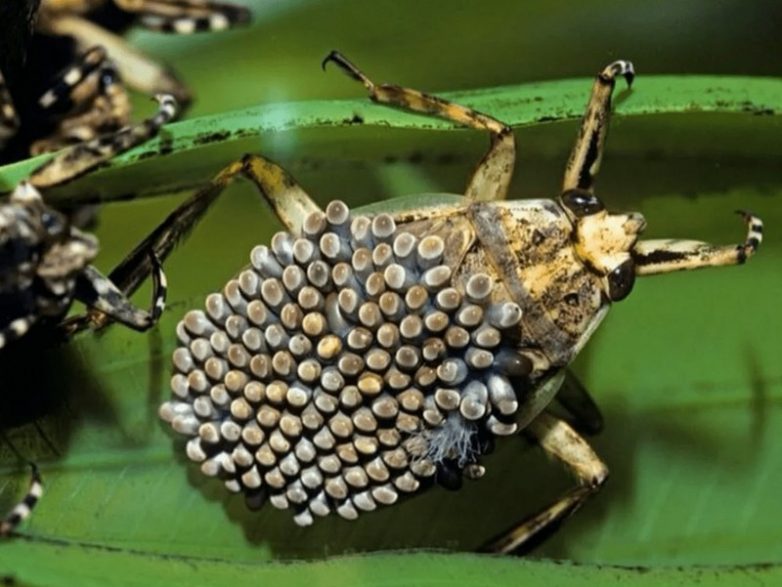 10 странных насекомых, которые больше напоминают пришельцев с других планет