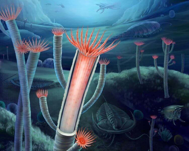 Недоокаменевшие: палеонтологи нашли древнюю медузу с сохранившимися мягкими тканями