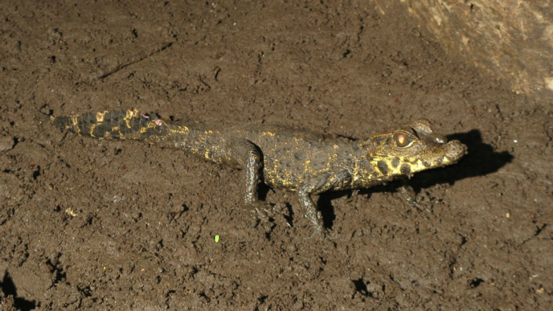 Оранжевые крокодилы — странная рептилия, которая обитает в пещерах
