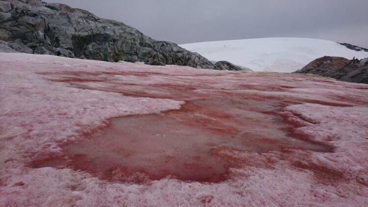 Откуда берётся розовый снег и как он вредит природе?