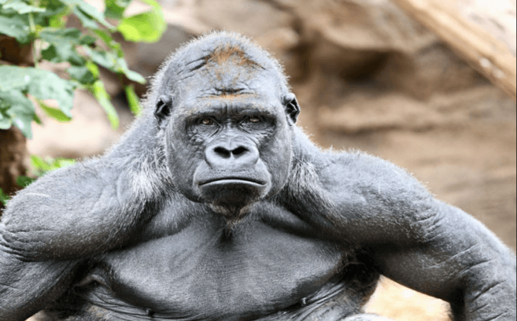 Когда азарт в крови: гориллы и орангутаны способны рисковать