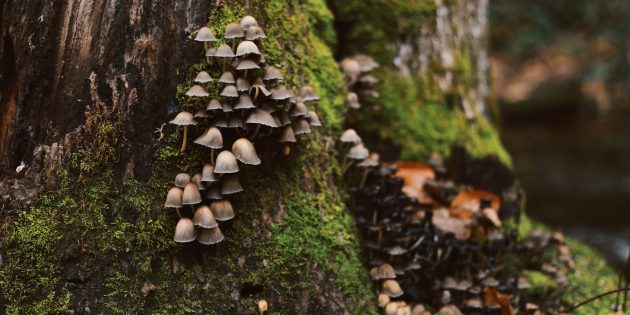 10 суперфактов о грибах