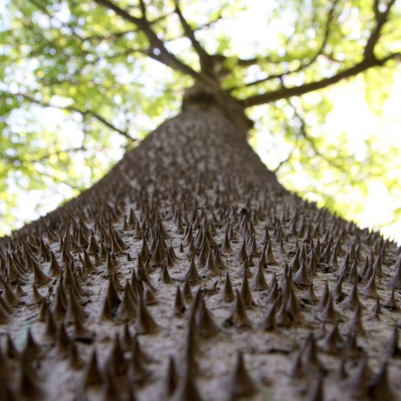 13 удивительных деревьев, которые больше напоминают фантазию художника