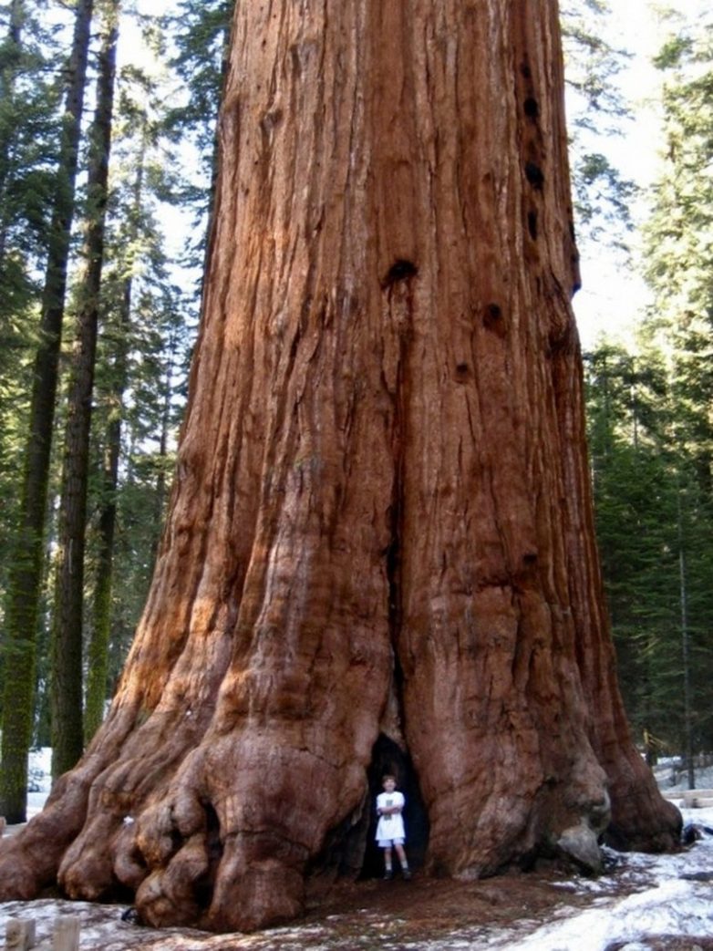 10 самых больших деревьев планеты Земля