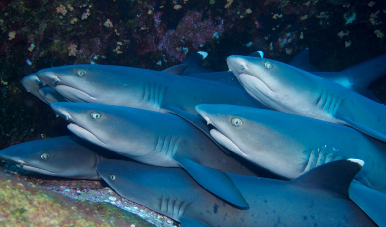 Морская мафия: знакомство с рифовой акулой