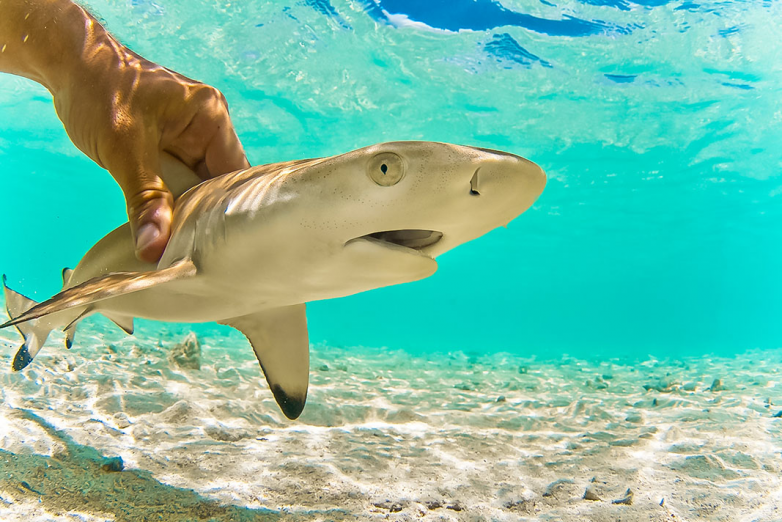 Морская мафия: знакомство с рифовой акулой