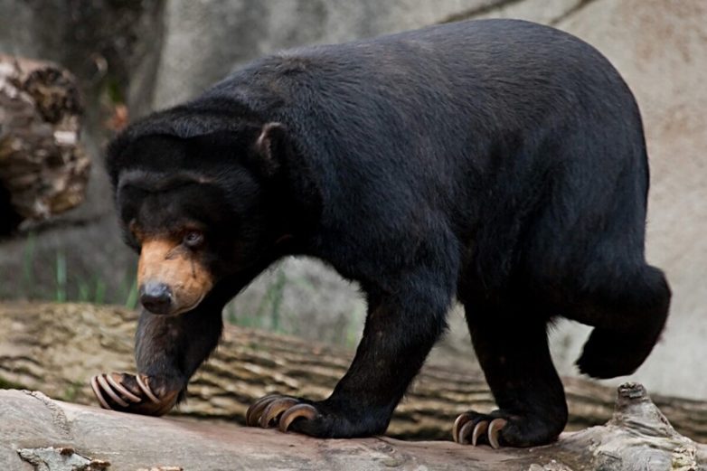 10 познавательных фактов о малайском медведе