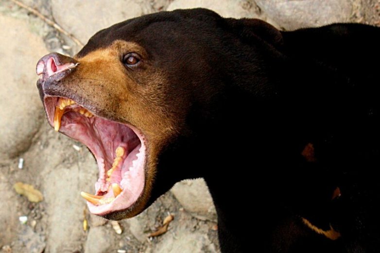 10 познавательных фактов о малайском медведе