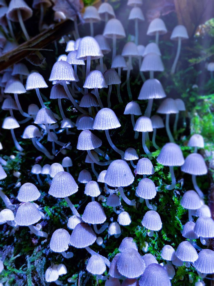 19 совершенно инопланетных грибов, найденных в живой природе
