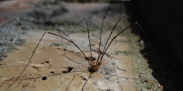 12 мифов о пауках, в которые пора перестать верить