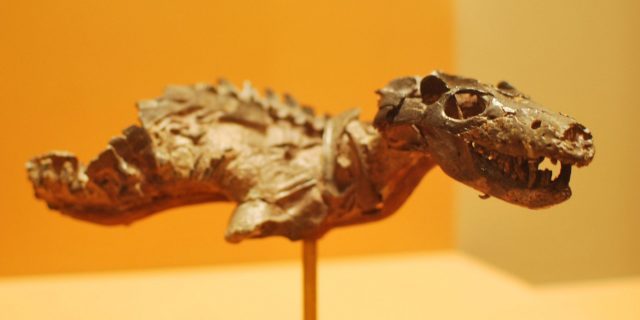Млекопитающие произошли от рептилий — правда или миф?