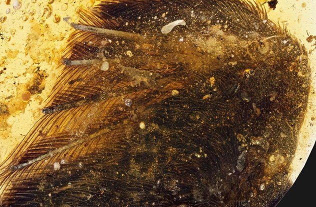 Застывшее прошлое: 10 самых необычных находок, обнаруженных в янтаре