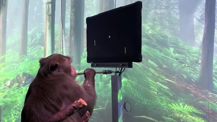 Исследователи показали, как чипированная обезьяна печатает на компьютере