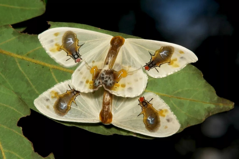 Эпатаж как способ выживания: мухоносная серпокрылка — бабочка с необычным камуфляжем
