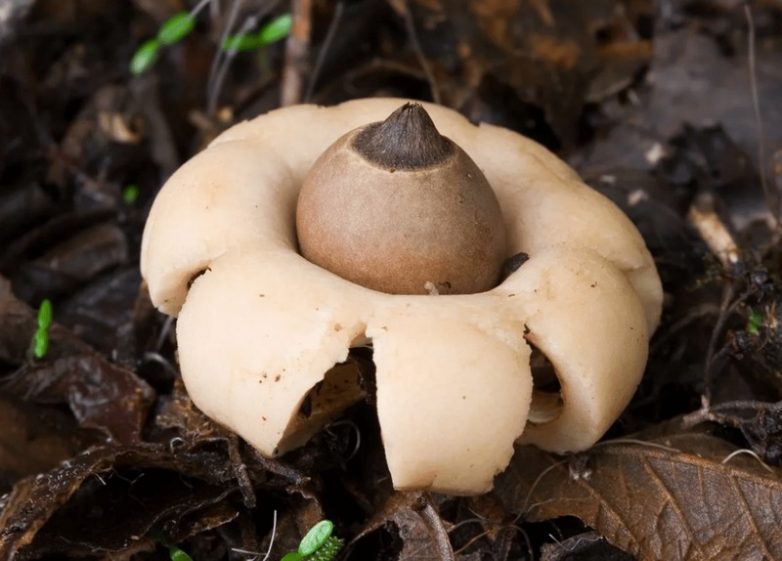 10 самых необычных грибов, которые больше напоминают фауну другой планеты