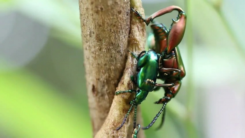 Жук-лягушка — странное насекомое с огромными ногами