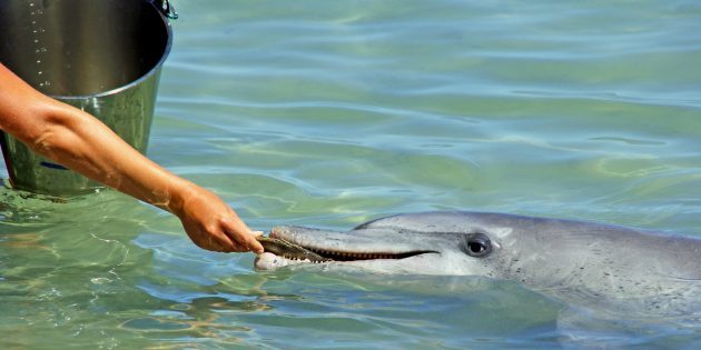 9 мифов о дельфинах, в которые мы напрасно верим