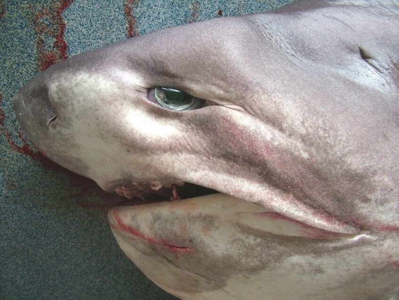 Из жизни шестижаберной акулы