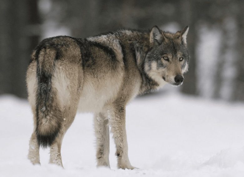 10 красивейших видов волков на планете
