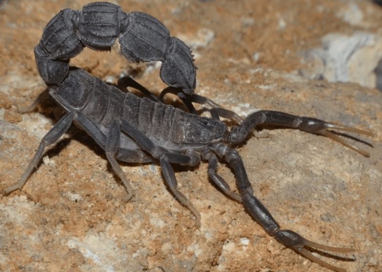 Рейтинг самых ядовитых скорпионов