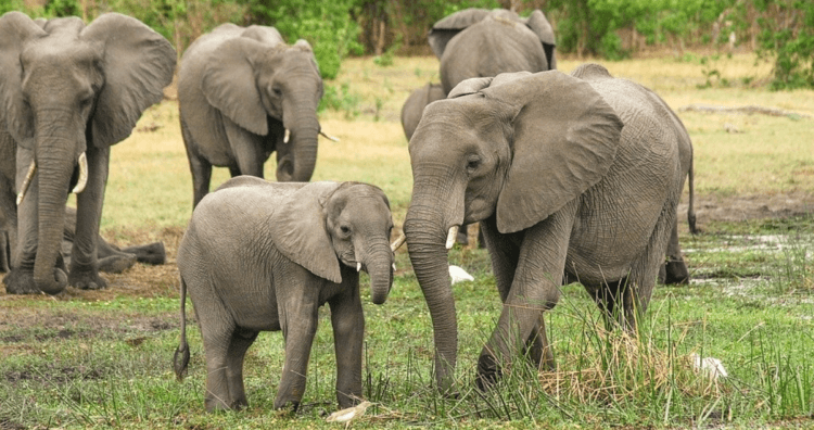 Учёные открыли способность слонов обращаться друг к другу по имени