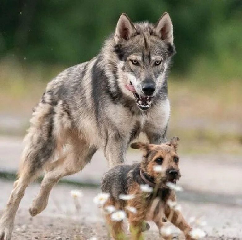 Как волки превратились в собак