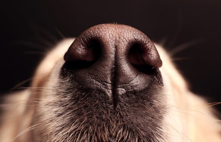 Загадки собачьего носа