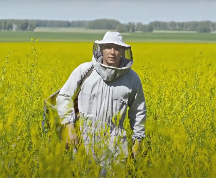 Что произойдёт, если начнётся мировая схватка шершней с пчёлами