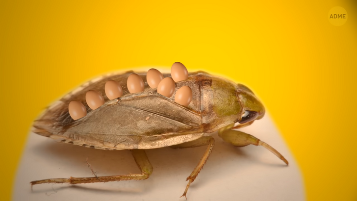 12 мифов и фактов о насекомых