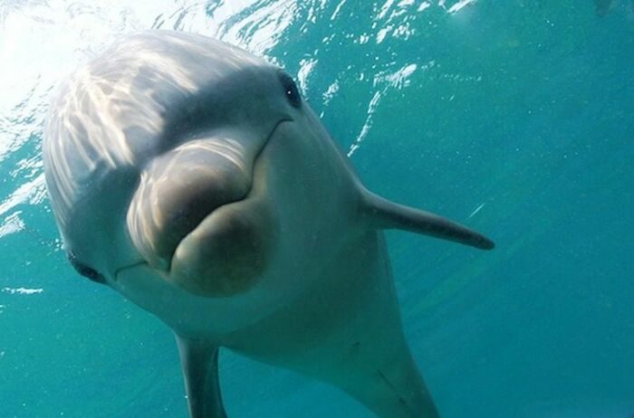 10 разочаровывающих фактов о дельфинах
