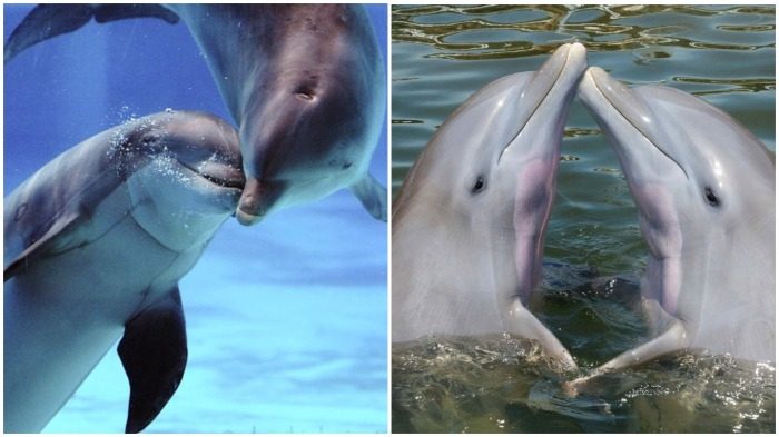 10 разочаровывающих фактов о дельфинах