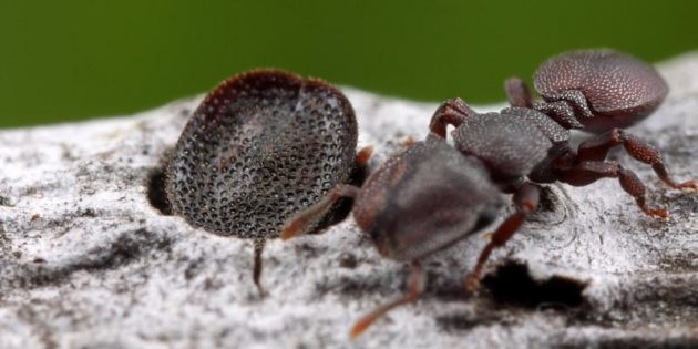 9 феноменальных вещей, которые умеют муравьи