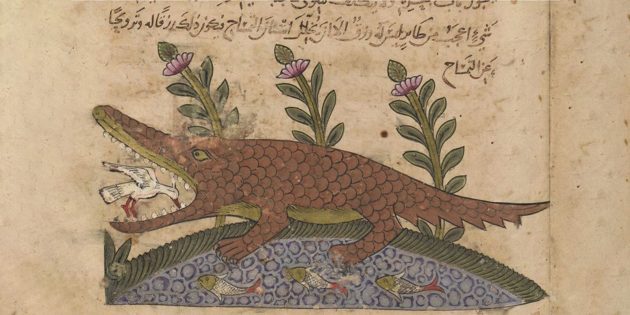 11 мифов о крокодилах, в которые все зачем-то верят