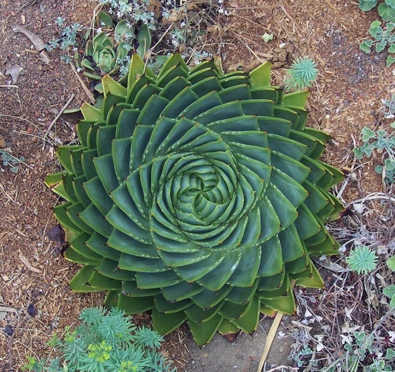 13 примеров удивительной природной геометрии в царстве флоры