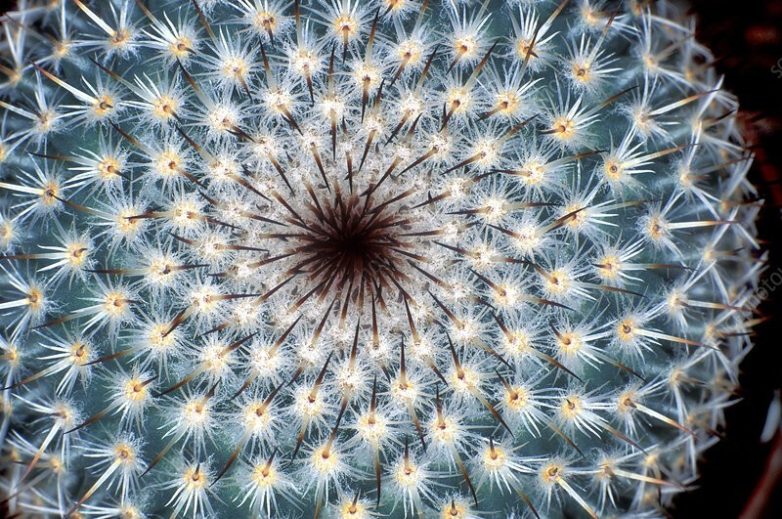 13 примеров удивительной природной геометрии в царстве флоры