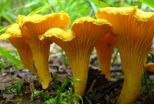 Фунготерапия или лечение грибами